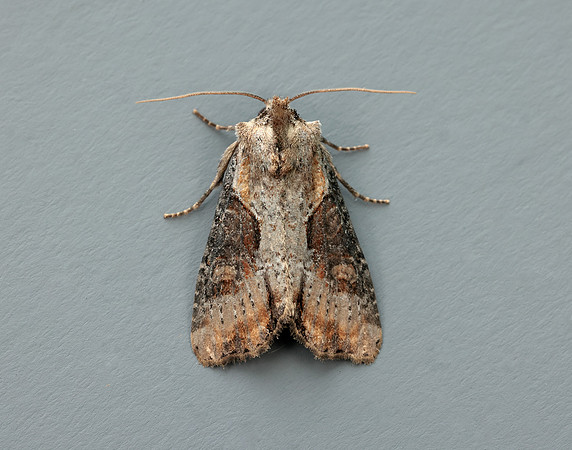 73.168 BF2336 Double Lobed Lateroligia ophiogramma