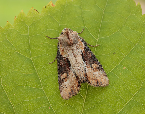 73.168 BF2336 Double Lobed Lateroligia ophiogramma