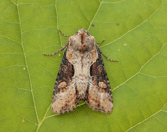 73.168 BF2336 Double Lobed Lateroligia ophiogramma