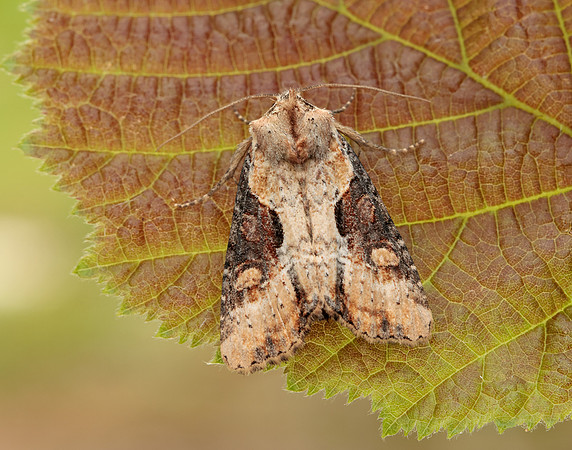 73.168 BF2336 Double Lobed Lateroligia ophiogramma