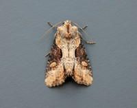 73.168 BF2336 Double Lobed Lateroligia ophiogramma