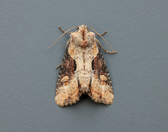 73.168 BF2336 Double Lobed Lateroligia ophiogramma