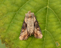 73.168 BF2336 Double Lobed Lateroligia ophiogramma