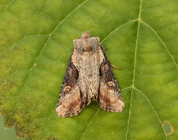 73.168 BF2336 Double Lobed Lateroligia ophiogramma