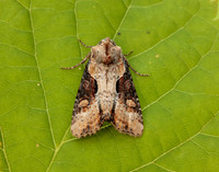 73.168 BF2336 Double Lobed Lateroligia ophiogramma