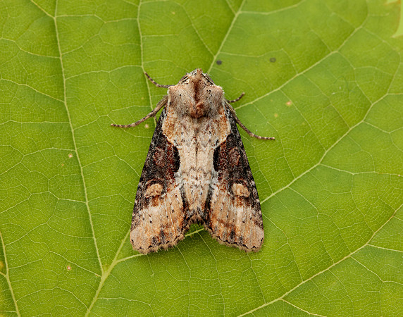 73.168 BF2336 Double Lobed Lateroligia ophiogramma