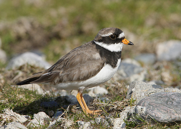 Ringed Plover Charadrius hiaticula