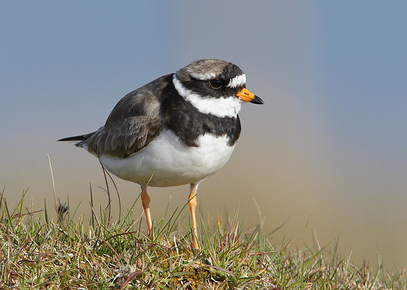 Ringed Plover Charadrius hiaticula