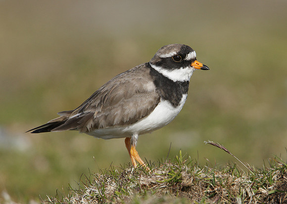 Ringed Plover Charadrius hiaticula