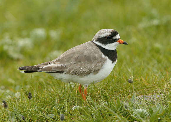 Ringed Plover Charadrius hiaticula