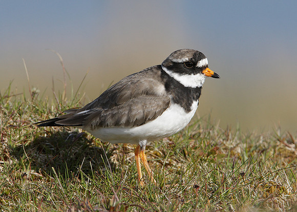 Ringed Plover Charadrius hiaticula