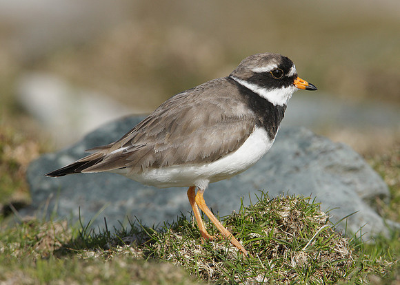Ringed Plover Charadrius hiaticula