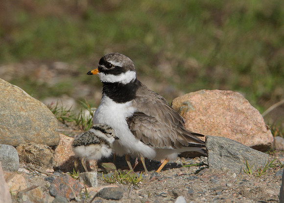 Ringed Plover Charadrius hiaticula