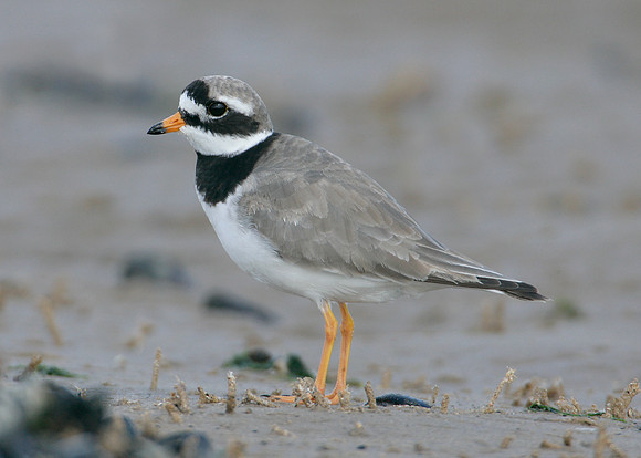 Ringed Plover Charadrius hiaticula