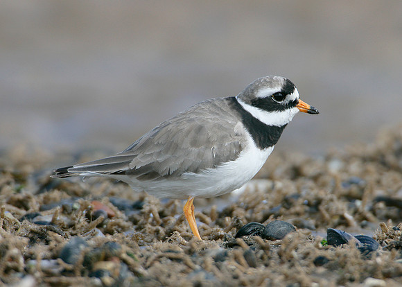 Ringed Plover Charadrius hiaticula