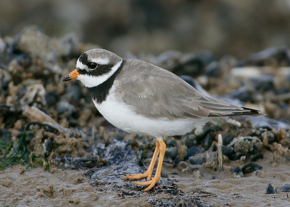 Ringed Plover Charadrius hiaticula