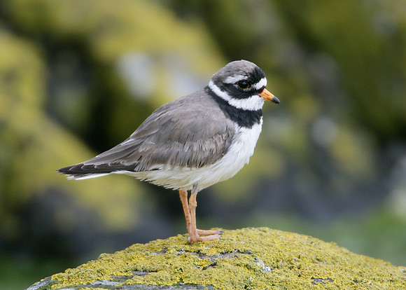 Ringed Plover Charadrius hiaticula