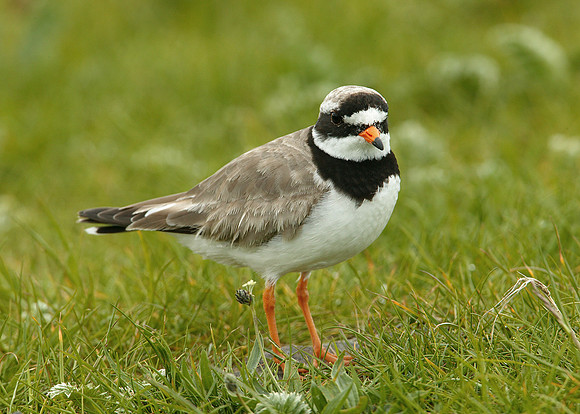 Ringed Plover Charadrius hiaticula