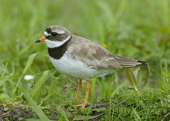 Ringed Plover Charadrius hiaticula