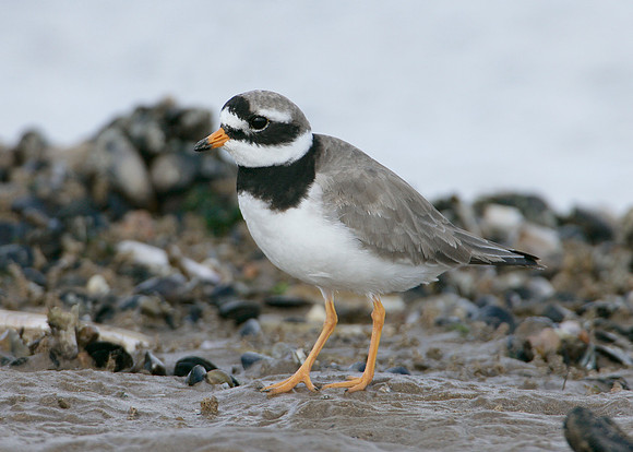 Ringed Plover Charadrius hiaticula
