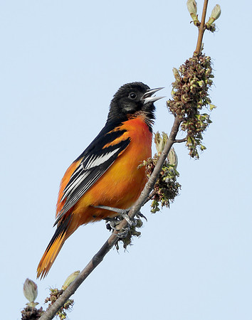 Baltimore Oriole Icterus galbula
