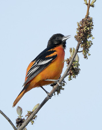 Baltimore Oriole Icterus galbula