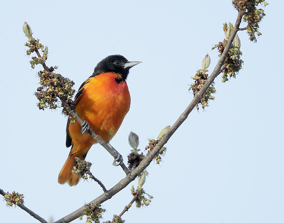 Baltimore Oriole Icterus galbula