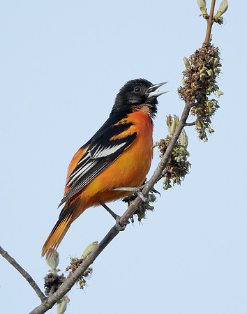 Baltimore Oriole Icterus galbula