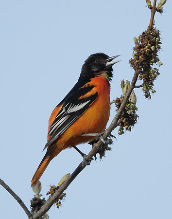 Baltimore Oriole Icterus galbula