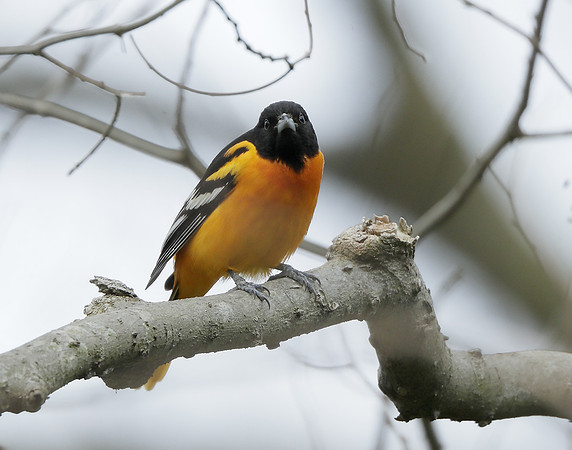 Baltimore Oriole Icterus galbula
