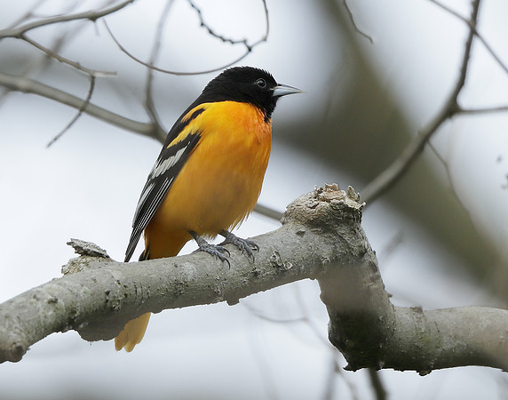 Baltimore Oriole Icterus galbula
