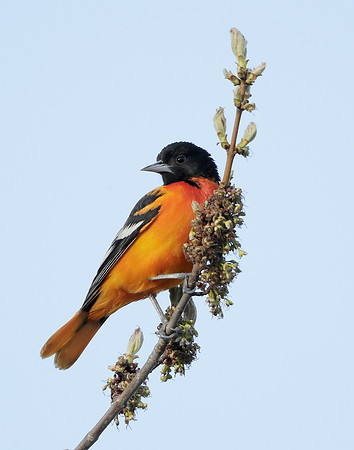 Baltimore Oriole Icterus galbula