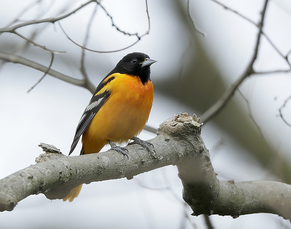 Baltimore Oriole Icterus galbula