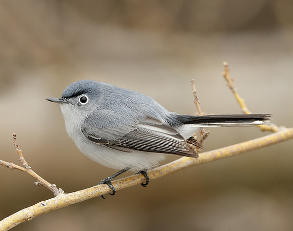 Blue-gray Gnatcatcher Polioptila caerulea
