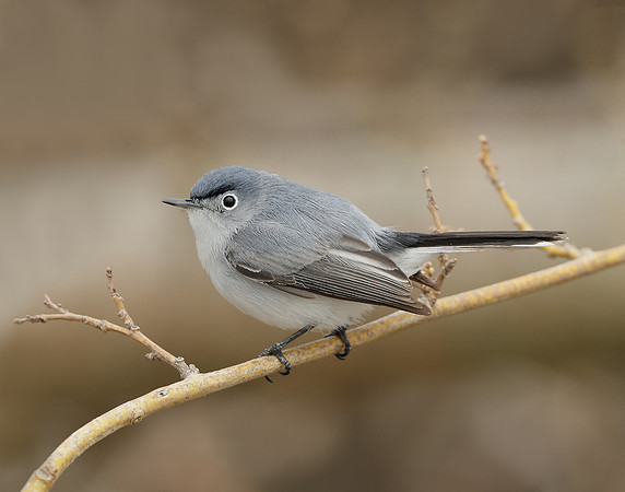 Blue-gray Gnatcatcher Polioptila caerulea