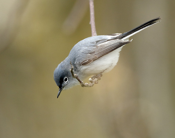 Blue-gray Gnatcatcher Polioptila caerulea