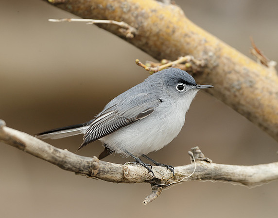Blue-gray Gnatcatcher Polioptila caerulea