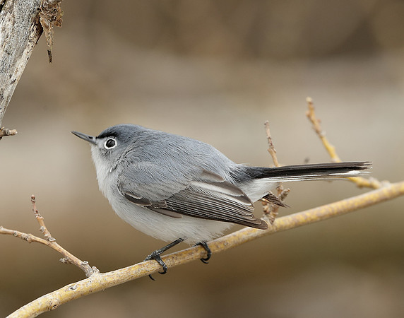 Blue-gray Gnatcatcher Polioptila caerulea