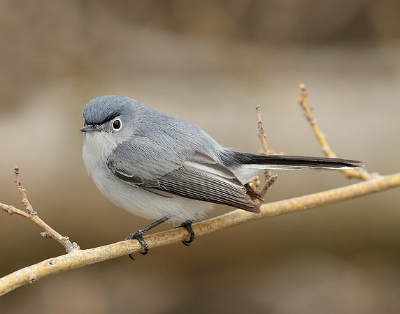 Blue-gray Gnatcatcher Polioptila caerulea