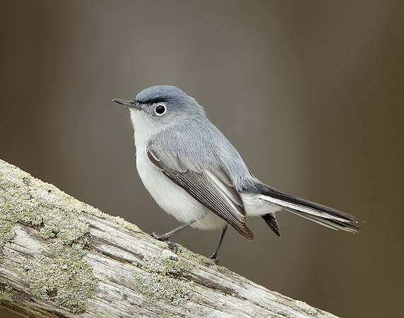 Blue-gray Gnatcatcher Polioptila caerulea