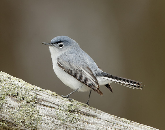 Blue-gray Gnatcatcher Polioptila caerulea