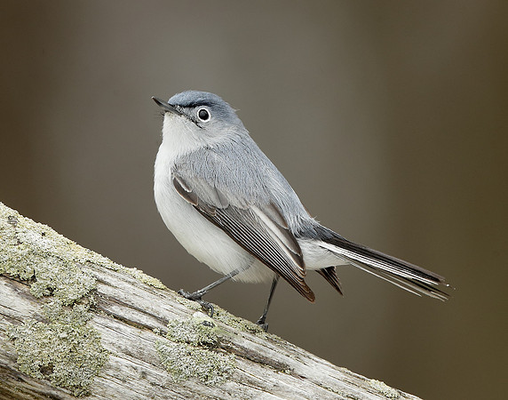 Blue-gray Gnatcatcher Polioptila caerulea
