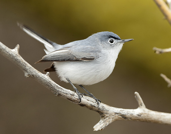 Blue-gray Gnatcatcher Polioptila caerulea