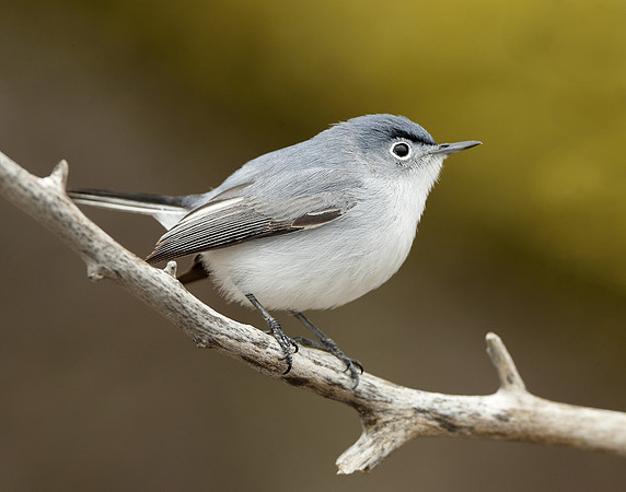Blue-gray Gnatcatcher Polioptila caerulea