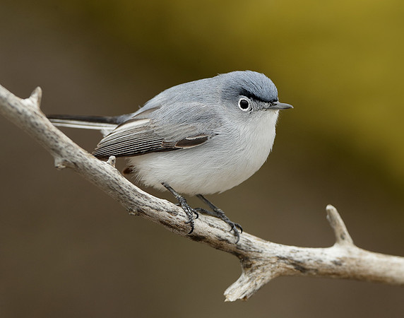 Blue-gray Gnatcatcher Polioptila caerulea