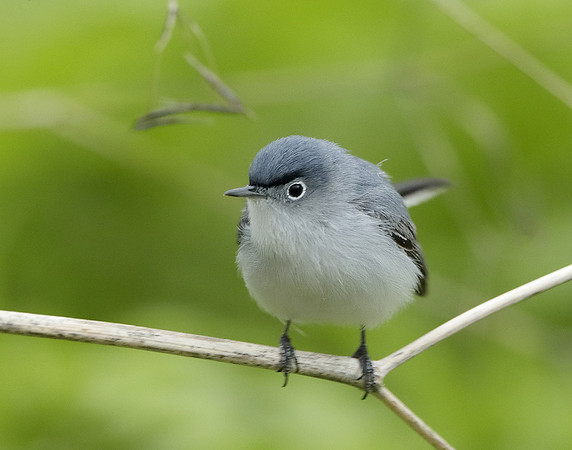 Blue-gray Gnatcatcher Polioptila caerulea