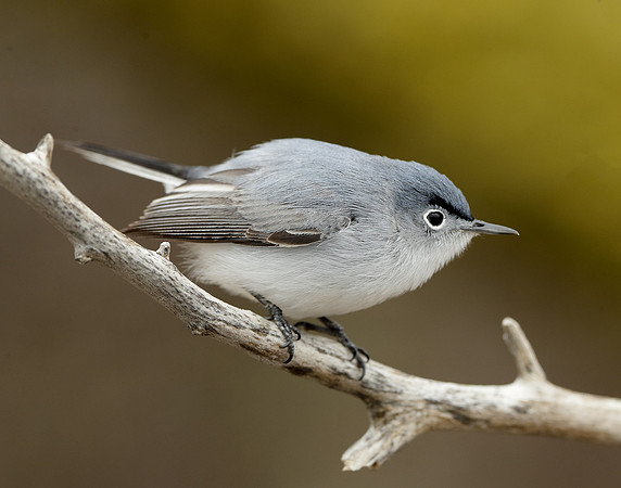 Blue-gray Gnatcatcher Polioptila caerulea