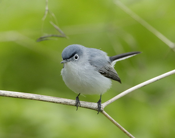 Blue-gray Gnatcatcher Polioptila caerulea