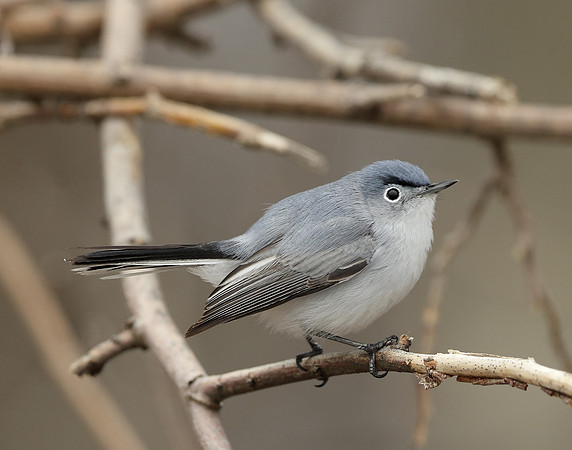 Blue-gray Gnatcatcher Polioptila caerulea