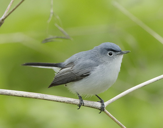 Blue-gray Gnatcatcher Polioptila caerulea